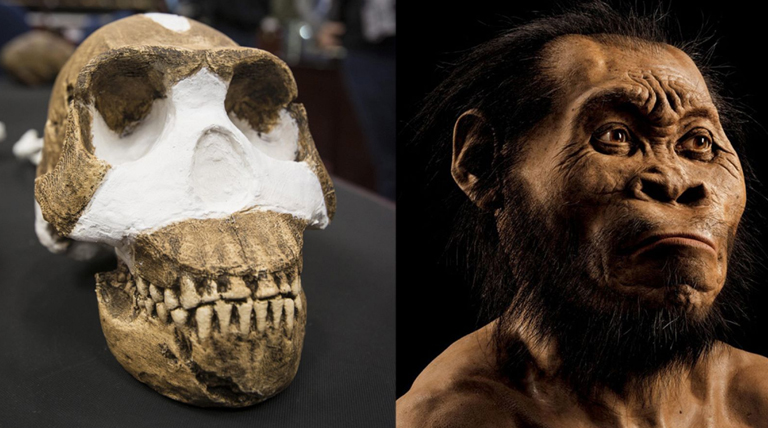 20240622 Homo naledi