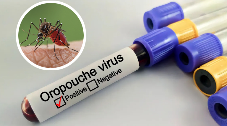 20240821 Oropouche Virus Mosquito