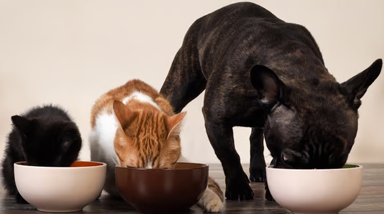 20240903 Perro gato alimentos alternativos para perros y gatos