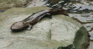 20241007 Salamandra gigante china Cuidado de las mascotas durante las fiestas