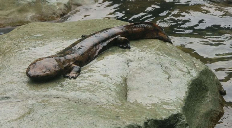 20241007 Salamandra gigante china