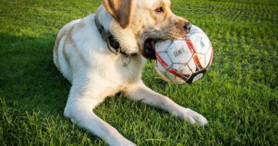 20241030 perro labrador vacuna argentina