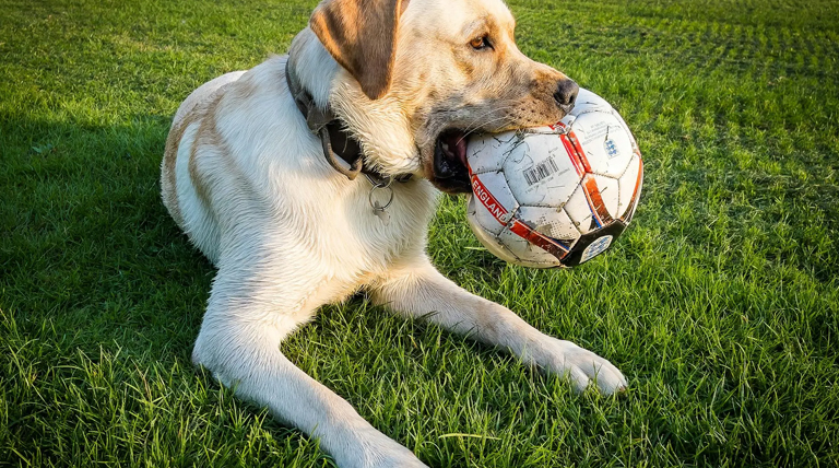 20241030 perro labrador