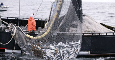 20241108 Actividad pesquera pesca