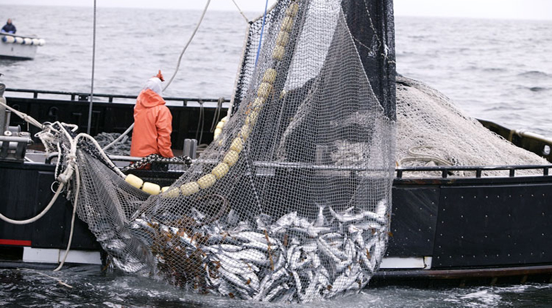 20241108 Actividad pesquera pesca