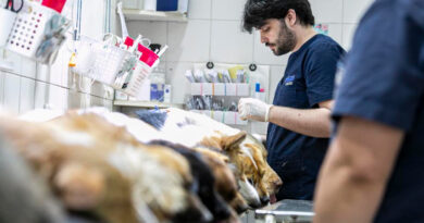 Este sábado Zoonosis Brown realiza una nueva campaña de vacunación antirrábica Este sábado Zoonosis Brown realiza una nueva campaña de vacunación antirrábica