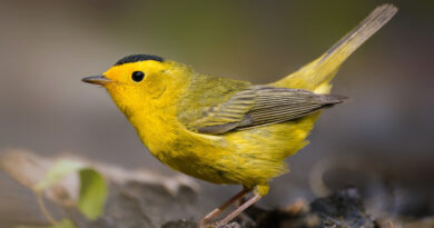 10 de enero: Día Internacional de las Aves, ¿por qué se celebra hoy?