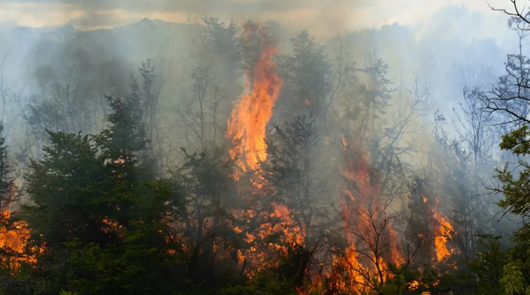 20250120 Parques incendios