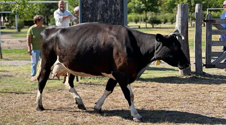 20250124 Brown Vaca Escuela Agraria Glew