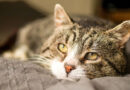 Consejos esenciales para cuidar a un gato de edad avanzada