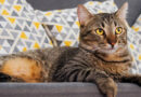 Las frutas que le desagragan a los gatos según los expertos