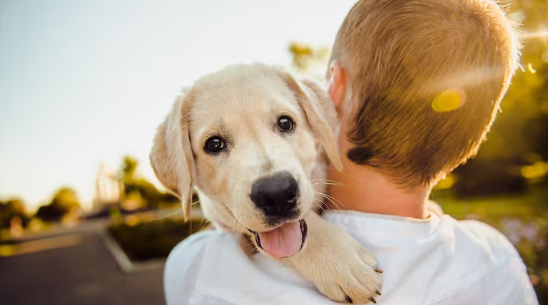 20250423 Perro Perros identifican personas solo por la voz