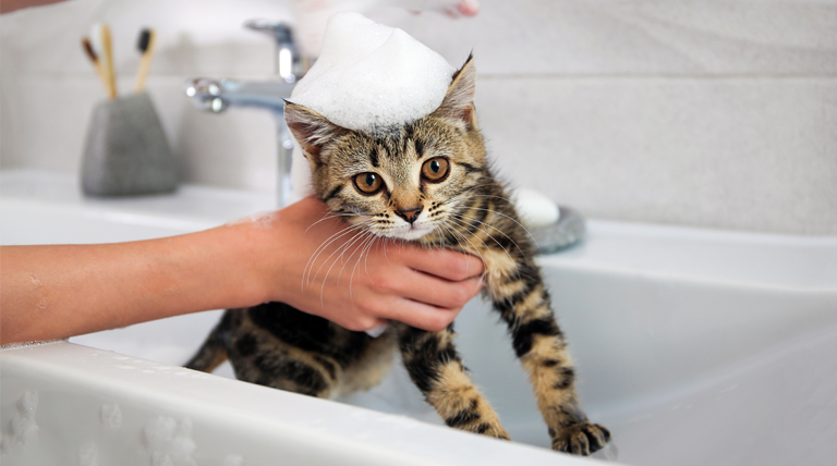 La verdad sobre el bañar a los gatos: ¿realmente es necesario? 1 20250430 Gato bañar a los gatos
