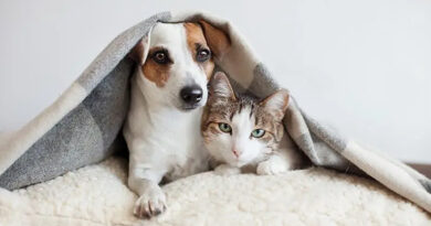 20250501 perro gato