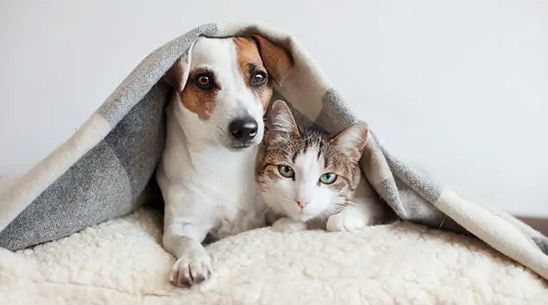 Consecuencias de las bajas temperaturas en la salud de perros y gatos 1 20250501 perro gato bajas temperaturas