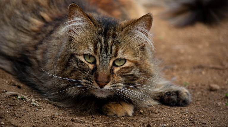 El enigma felino: la ciencia detrás del instinto de alejamiento en sus últimos días 1 20250505 Gato enigma felino