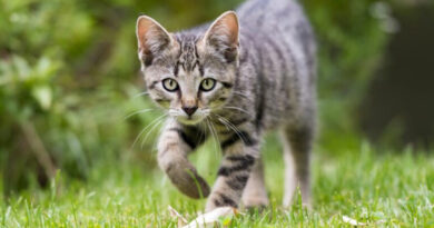 20250519 Gatos redes sociales