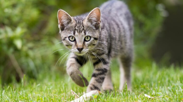 ¿Tu gato quiere escapar? Claves para un felino feliz en casa y evitar fugas 1 20250519 Gatos cómo evitar que mi gato se escape