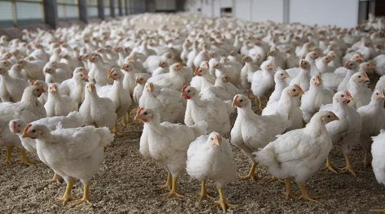 Alerta sanitaria: El Senasa suspende importación de pollo brasileño por brote de gripe aviar 1 20250519 Pollos gripe aviar brote de gripe aviar