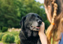 Perros viejitos: las 5 claves de cuidado para garantizarles una vida plena y feliz Perros viejitos: las 5 claves de cuidado para garantizarles una vida plena y feliz