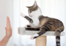 La UBA lanza la primera diplomatura en entrenamiento felino en la región La UBA lanza la primera diplomatura en entrenamiento felino en la región