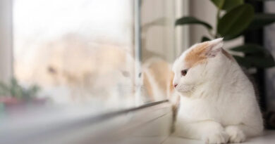 gato