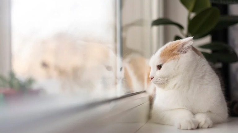 gato