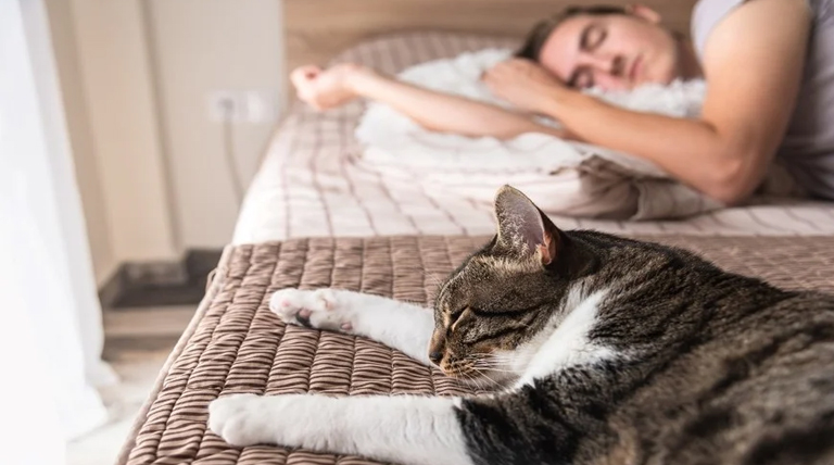 Por qué tu gato elige dormir a los pies de tu cama 1 gato