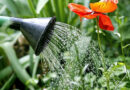 La mejor hora para regar tus plantas en invierno: claves para cuidarlas del frío La mejor hora para regar tus plantas en invierno: claves para cuidarlas del frío