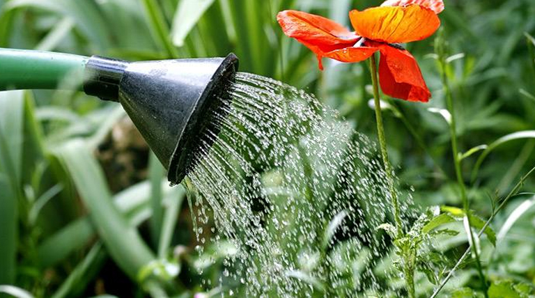 La mejor hora para regar tus plantas en invierno: claves para cuidarlas del frío 1 20250615 Regar regar tus plantas en invierno