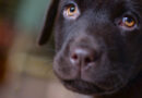 ¿Tu perro o gato tiene moquillo? Síntomas de la enfermedad viral que amenaza a las mascotas ¿Tu perro o gato tiene moquillo? Síntomas de la enfermedad viral que amenaza a las mascotas