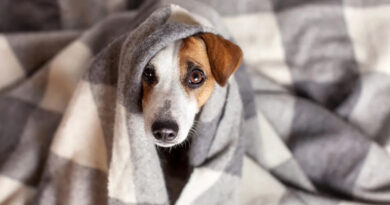 Cómo proteger a tu perro del frío extremo en noches heladas Cómo proteger a tu perro del frío extremo en noches heladas