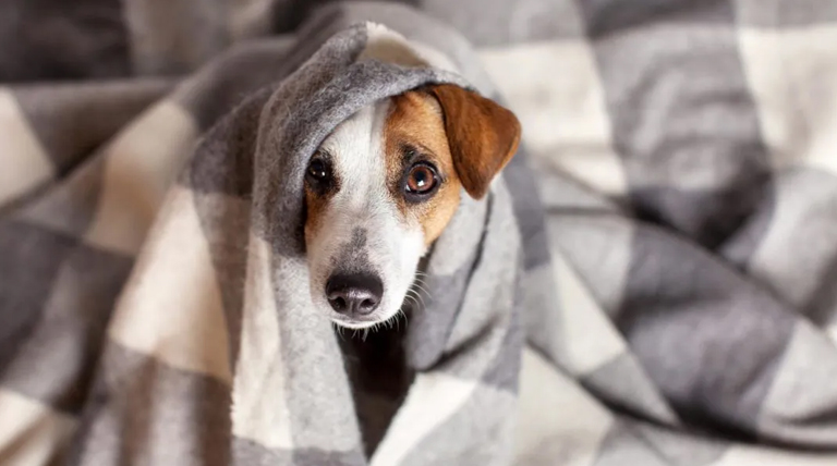 Cómo proteger a tu perro del frío extremo en noches heladas 1 Cómo proteger a tu perro del frío