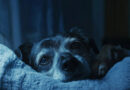 Insomnio en perros: ¿Pueden sufrir de trastornos del sueño como los humanos?