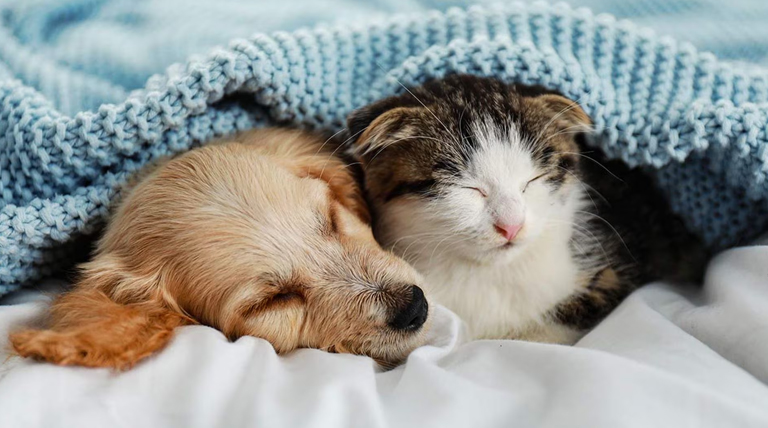 Perros o gatos: ¿Cuál es la mejor mascota para dormir en invierno? 1 20260629 Perro gato Perros o gatos