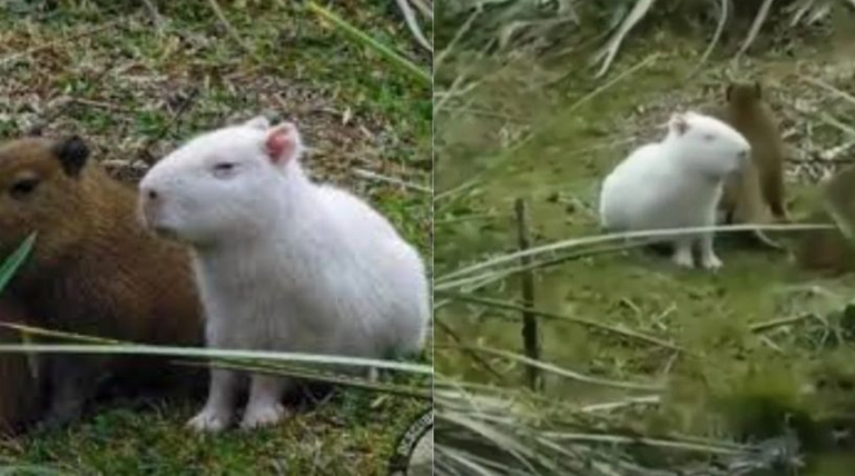 El carpincho albino de Tacuarembó: Un hallazgo que despierta preocupación en expertos El carpincho albino de Tacuarembó: Un hallazgo que despierta preocupación en expertos