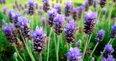 Lavanda