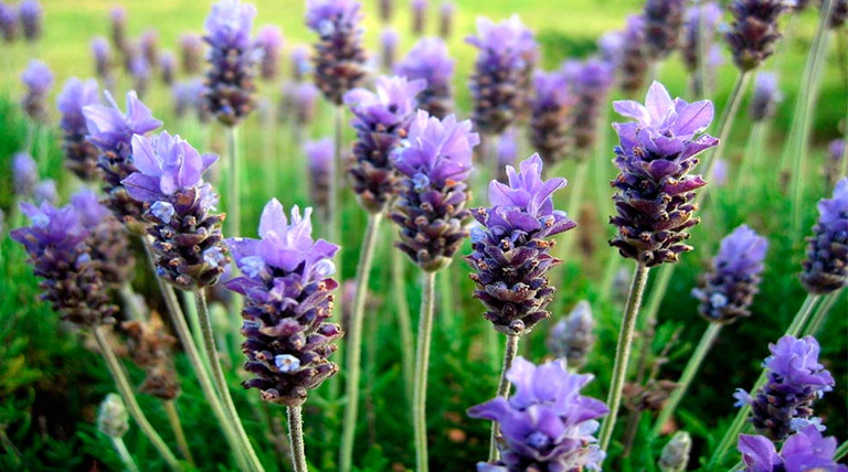 Lavanda