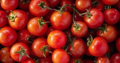 20250819 Tomate