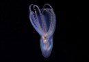 Exploración submarina en Argentina: expedición del CONICET identifica 40 nuevas especies Exploración submarina en Argentina: expedición del CONICET identifica 40 nuevas especies