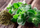 Orégano: de la cocina al botiquín natural, usos y beneficios desconocidos Orégano: de la cocina al botiquín natural, usos y beneficios desconocidos