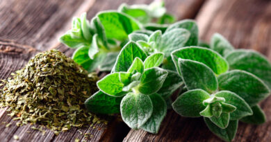 20250831 Oregano Trucos para recuperar la energía