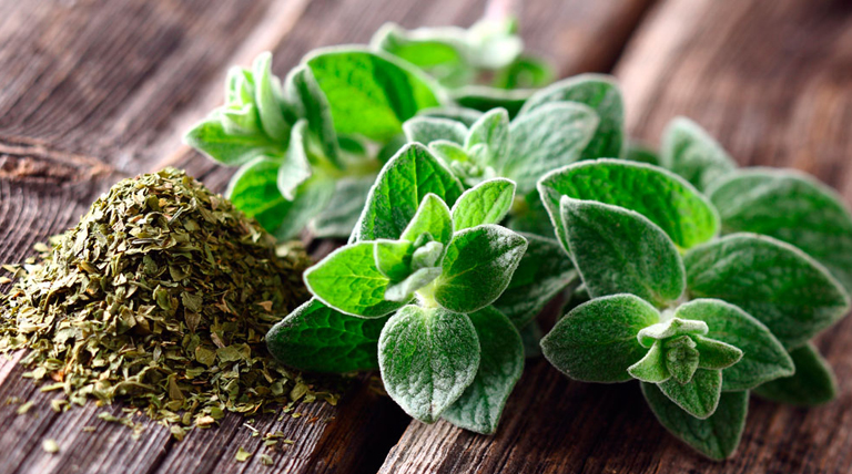 Orégano: de la cocina al botiquín natural, usos y beneficios desconocidos 1 20250831 Oregano Orégano