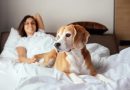 El instinto detrás del cariño: por qué tu perro duerme en tu cama