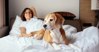 20260806 perro