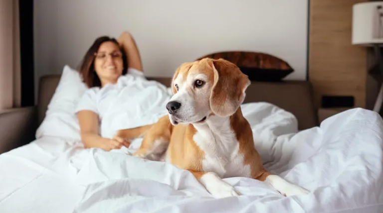 El instinto detrás del cariño: por qué tu perro duerme en tu cama 1 20260806 perro perro duerme en tu cama