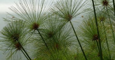 papiro perfumado