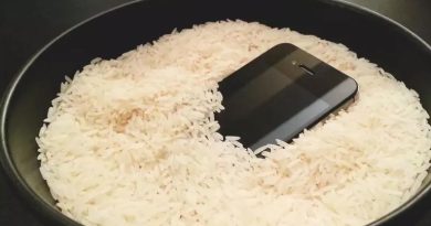 20260813 Celular en arroz