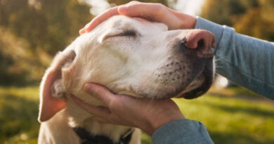 El vínculo con los perros: lo que revela este gesto sobre tu personalidad El vínculo con los perros: lo que revela este gesto sobre tu personalidad