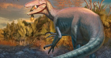 Joaquinraptor casali